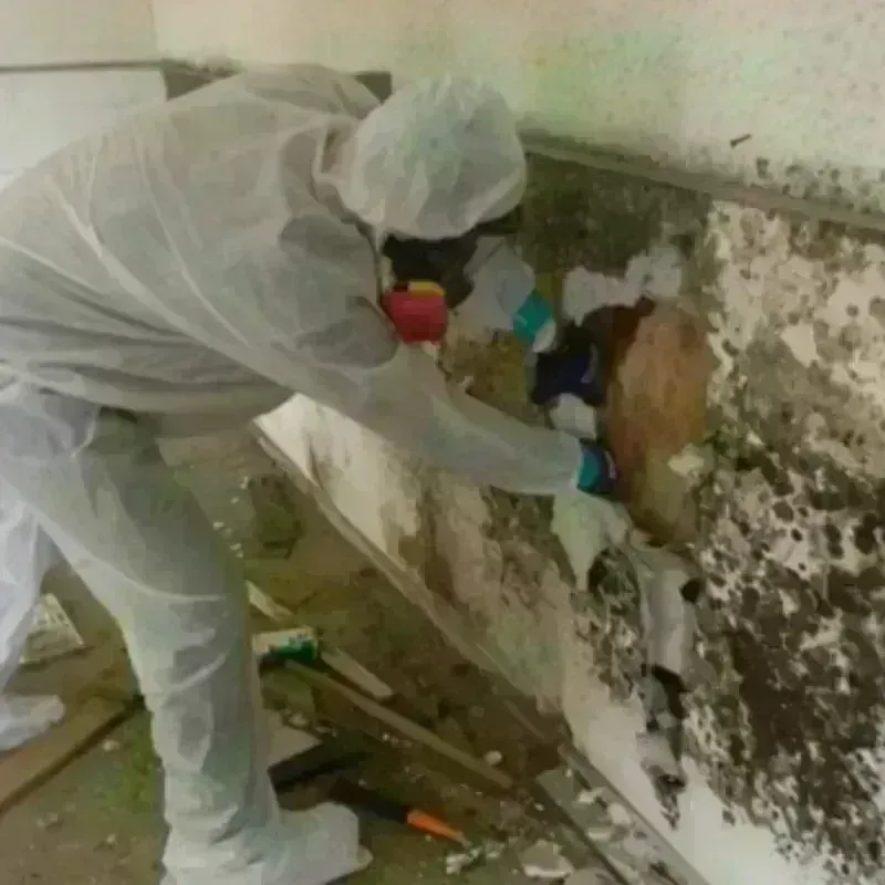 Mold Remediation and Removal in Taft, TX